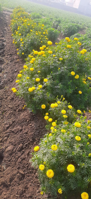 YellowStone F1 Hybrid Yellow Marigold (Konico Seed's)