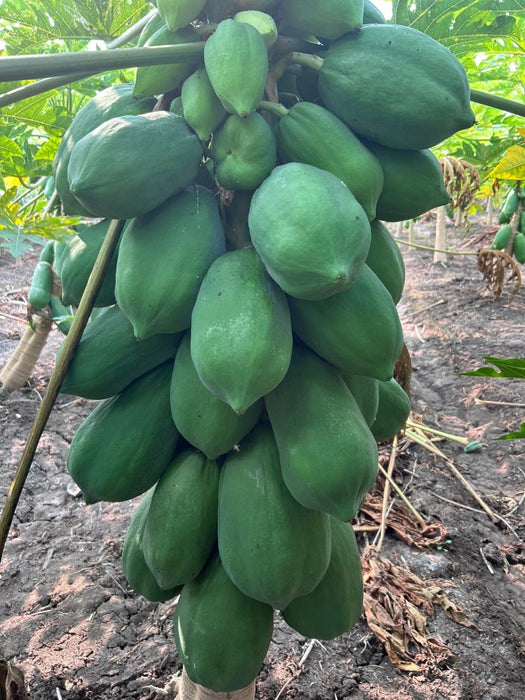 Rica F1 Hybrid Papaya - Vigourus, High Yield, Dwarf Plants (Sunprime Seeds, Singapore)