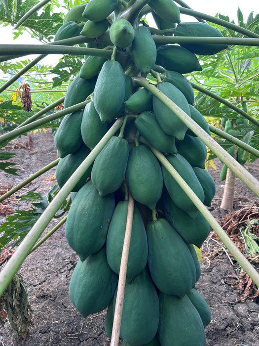 Rica F1 Hybrid Papaya - Vigourus, High Yield, Dwarf Plants (Sunprime Seeds, Singapore)