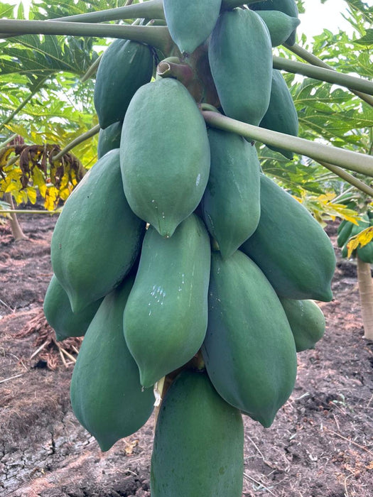 Rica F1 Hybrid Papaya - Vigourus, High Yield, Dwarf Plants (Sunprime Seeds, Singapore)