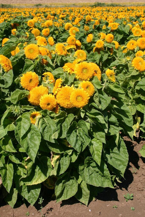 Imported Dwarf Sungold Sunflower Ornamental (Garden Festival)