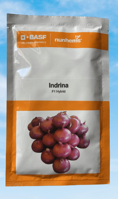 Indrina F1 Hybrid Onion (BASF Nunhems)
