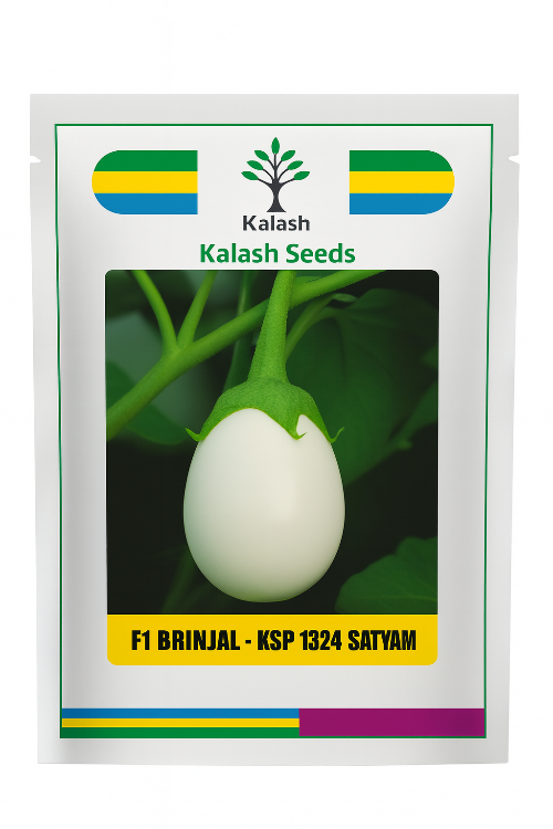 KSP-1324 Satyam F1 Hybrid White Round Brinjal Seeds | Farmers Stop