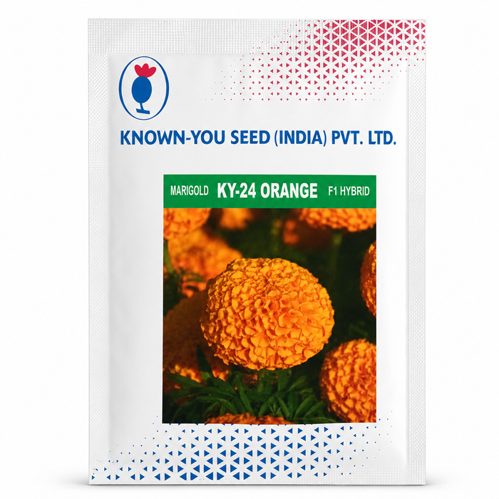 KY-24 ORANGE F1 Hybrid Marigold (KNOWN YOU SEEDS)