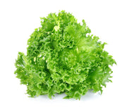 Grand Rapids Lettuce Seeds (Farmer Seed) - Farmers Stop