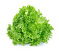 Grand Rapids Lettuce Seeds (Farmer Seed) - Farmers Stop
