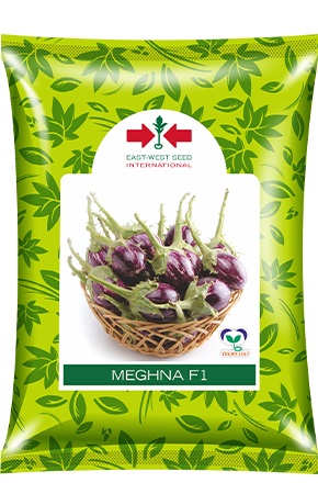 Meghna F1 Hybrid Brinjal (East West Seeds)