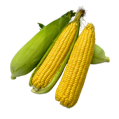 Madhur F1 Hybrid Sweet Corn (Known You Seeds) - Farmers Stop