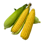 Madhur F1 Hybrid Sweet Corn (Known You Seeds) - Farmers Stop