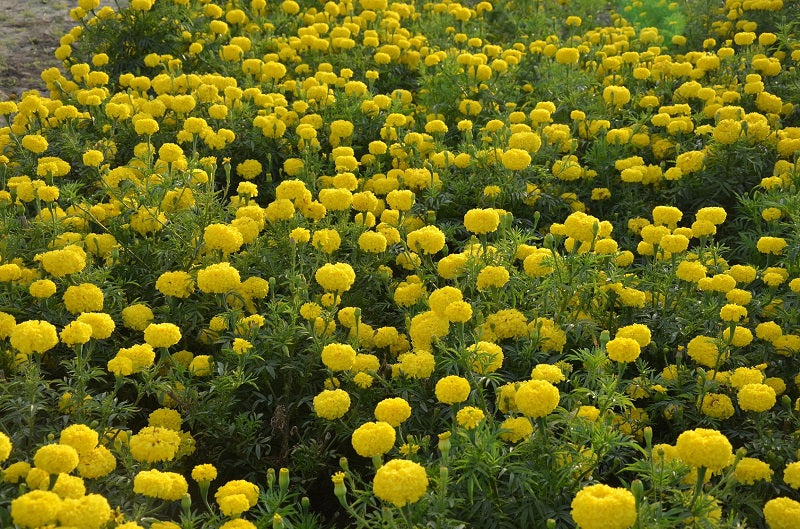 Pusa Bahar African Marigold Seeds | ICAR-IARI Variety — Farmers Stop