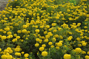 Pusa Bahar Yellow African Marigold Seeds | Garden Festival