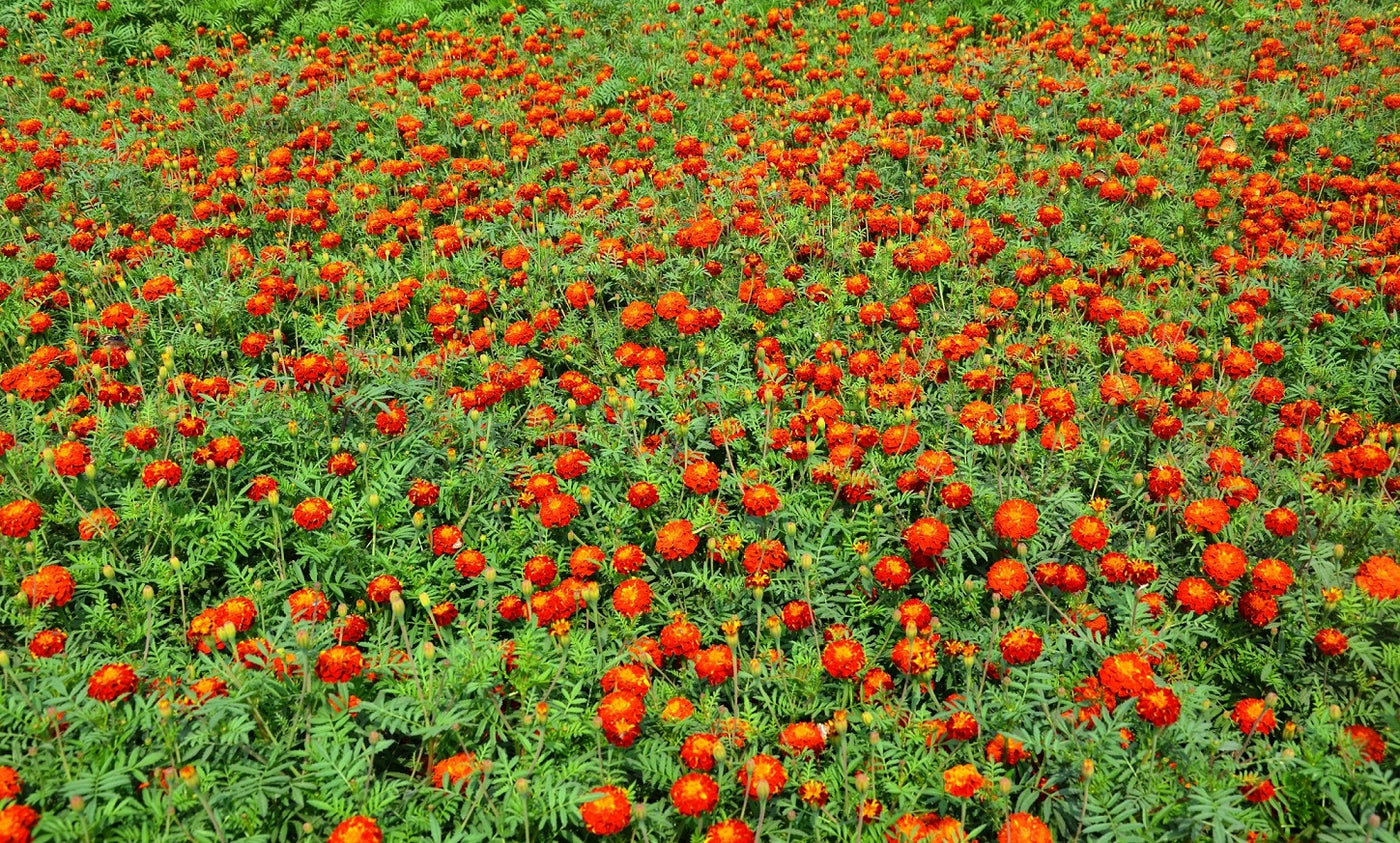Pusa Deep French Marigold Seeds | Dark Red Jafri Type Marigold