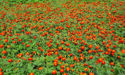 Pusa Deep French Marigold Seeds | Dark Red Jafri Type Marigold