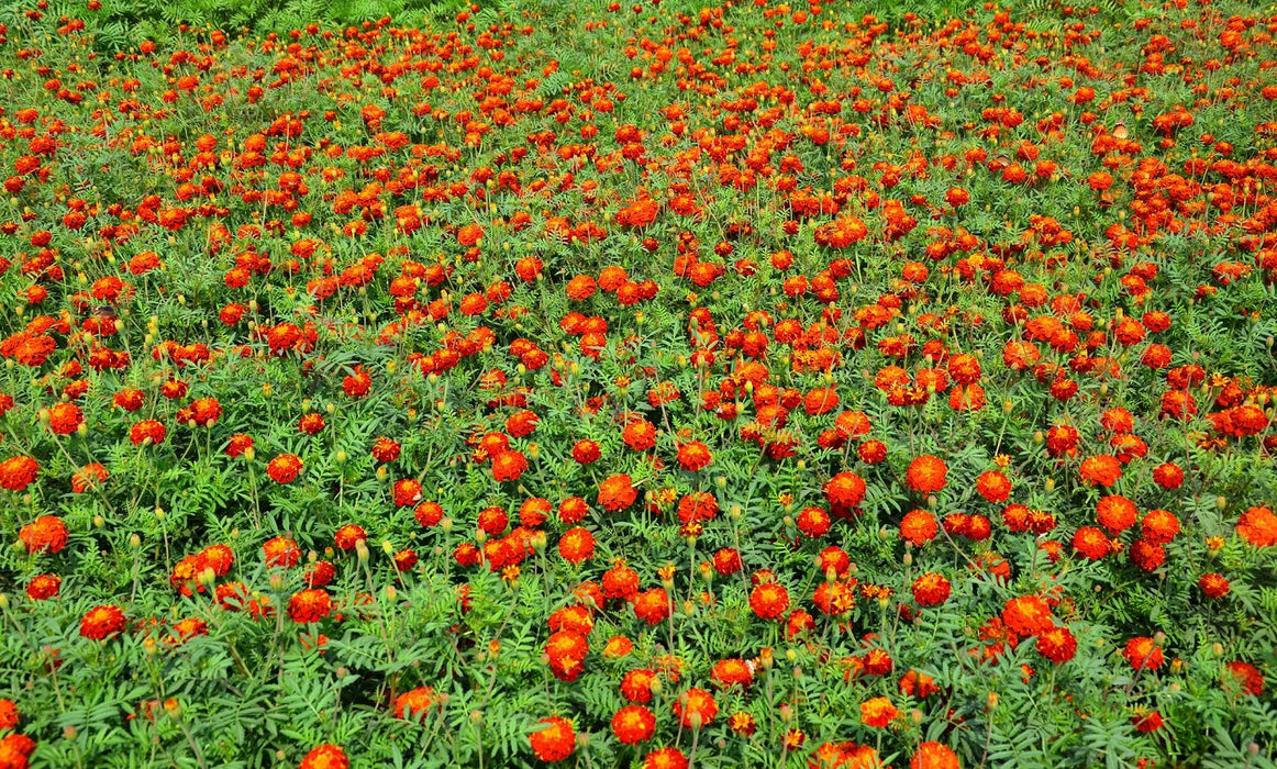 Pusa Deep French Marigold Seeds | Dark Red Jafri Type Marigold