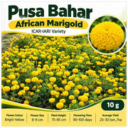 Pusa Bahar Yellow African Marigold Seeds | Garden Festival