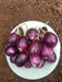 Raghav F1 Hybrid Brinjal (Konico Seeds) - Farmers Stop