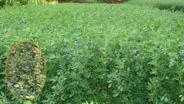Quality Fodder Alfa-Alfa Rajka Seed (2-3 year crop) - Farmers Stop