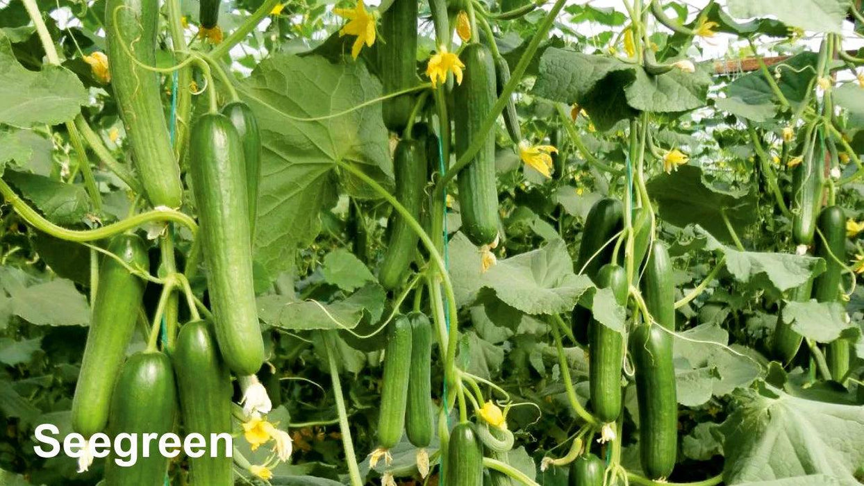 SEEGREEN/सीग्रीन F1 Hybrid Polyhouse Cucumber (Nunhems) - Farmers Stop