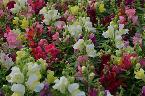 Snapshot™ Snapdragon (Pan American) - Farmers Stop