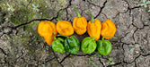 Sonali Exotic Habanero Hybrid F1 Chilli (Konico Seeds) - Farmers Stop