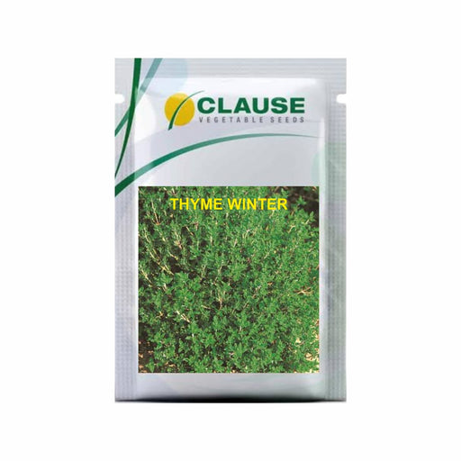 Thyme Winter Exotic Herb (Clause Seeds)