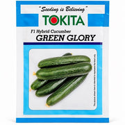 Green Glory F1 Hybrid Cucumber Seeds – Multi-Fruit Parthenocarpic | Tokita Seeds