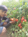 Champ 33 F1 Hybrid Tomato (BASF | Nunhems) - Farmers Stop