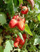Champ 33 F1 Hybrid Tomato (BASF | Nunhems) - Farmers Stop