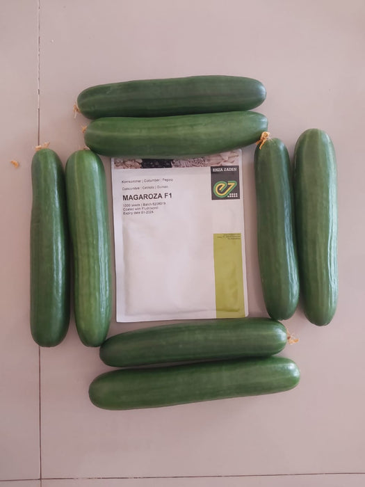Magaroza F1 Hybrid Cucumber Seeds -Polyhouse (Enza Zaden) - Farmers Stop