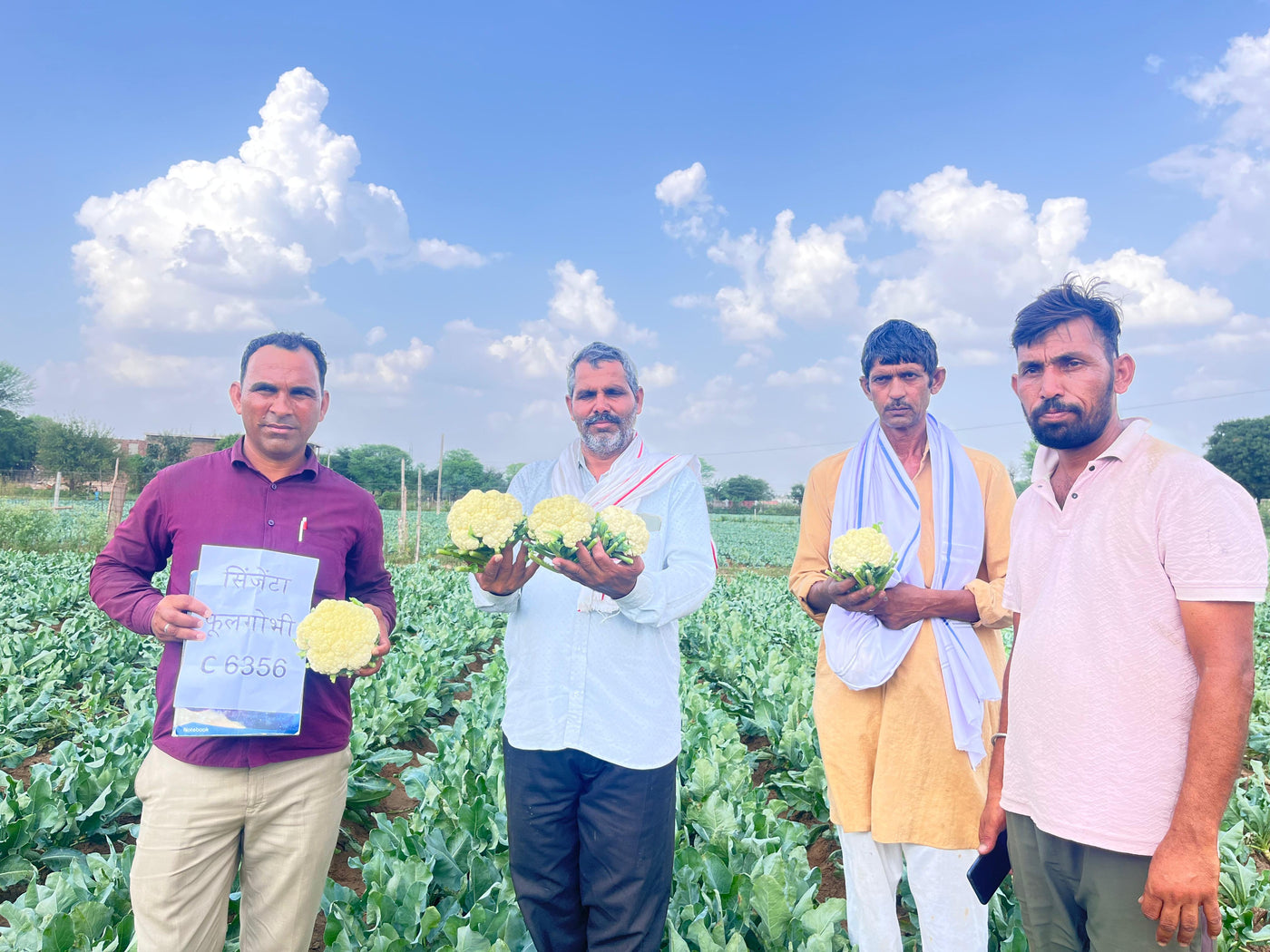 CFL 6356 F1 Hybrid Cauliflower (Syngenta)