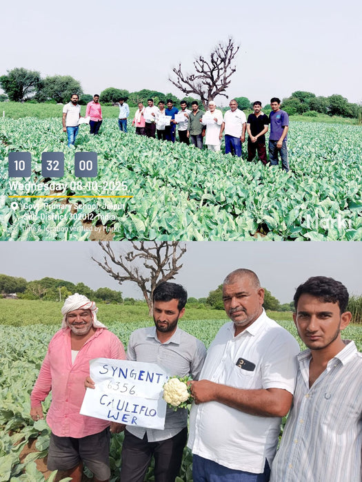 CFL 6356 F1 Hybrid Cauliflower (Syngenta)