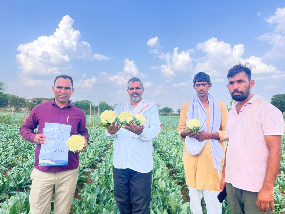 CFL 6356 F1 Hybrid Cauliflower (Syngenta)