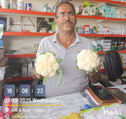 CFL 6356 F1 Hybrid Cauliflower (Syngenta)