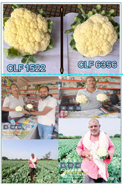 CFL 6356 F1 Hybrid Cauliflower (Syngenta)