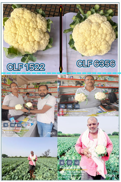CFL 6356 F1 Hybrid Cauliflower (Syngenta)