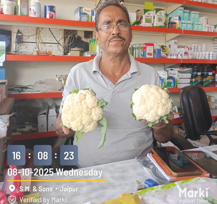 CFL 6356 F1 Hybrid Cauliflower (Syngenta)