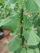 Magaroza F1 Hybrid Cucumber Seeds -Polyhouse (Enza Zaden) - Farmers Stop