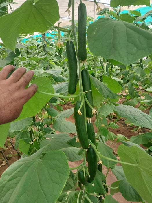 Magaroza F1 Hybrid Cucumber Seeds -Polyhouse (Enza Zaden) - Farmers Stop