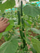 Magaroza F1 Hybrid Cucumber Seeds -Polyhouse (Enza Zaden) - Farmers Stop