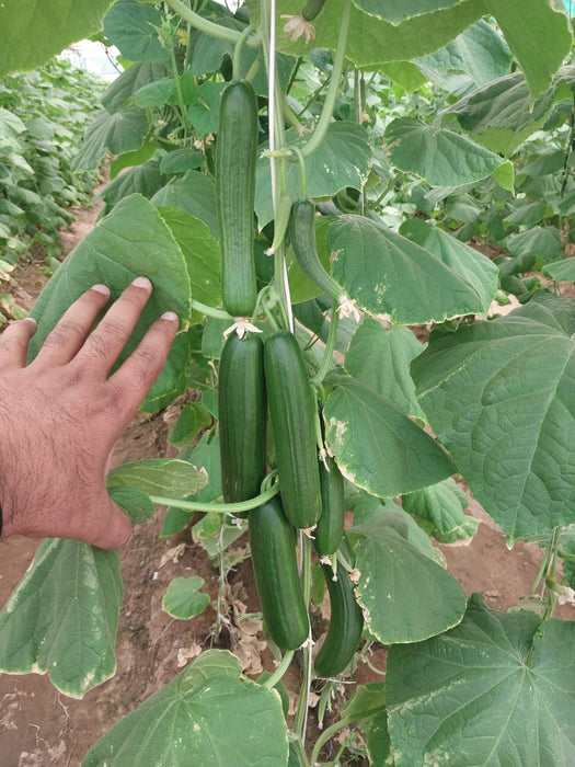 Magaroza F1 Hybrid Cucumber Seeds -Polyhouse (Enza Zaden) - Farmers Stop
