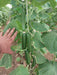 Magaroza F1 Hybrid Cucumber Seeds -Polyhouse (Enza Zaden) - Farmers Stop