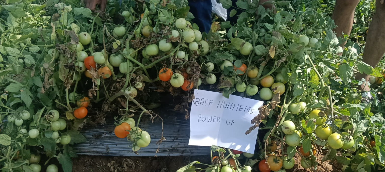 PowerUp F1 Hybris Tomato (BASF | Nunhems)