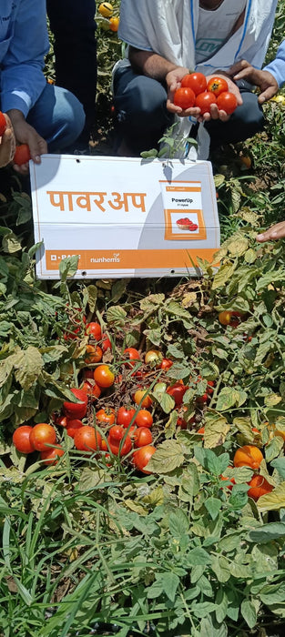 PowerUp F1 Hybris Tomato (BASF | Nunhems)