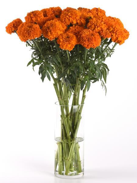 Marigold Xochi™ Orange – Professional Cut Flower Seeds (PanAmerican)