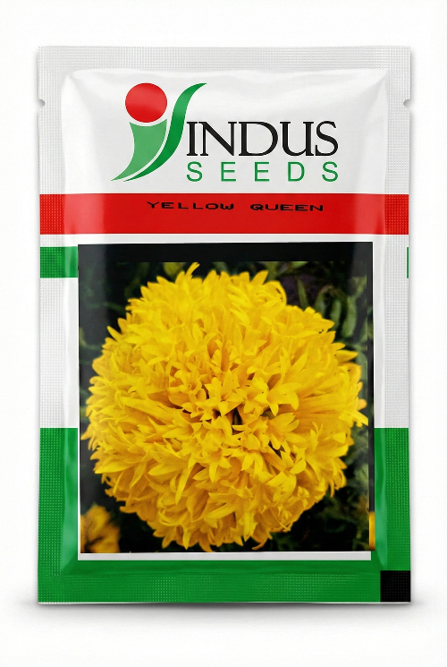 Yellow Queen Gaillardia Navranga Flower Indus Seeds packet