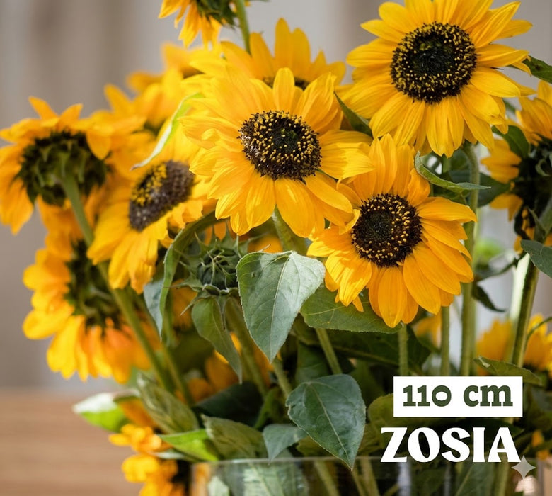 Zosia Sunflower - for Cut Flower (Garden Festival)