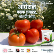 Adhiraaj F1 HYBRID Tomato (Seminis) - Farmers Stop