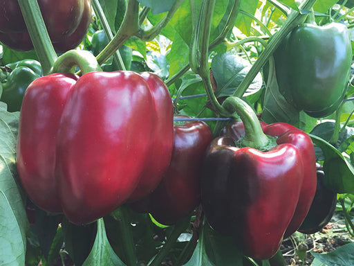 Shiny green to red sweet pepper fruits on vigorous plant