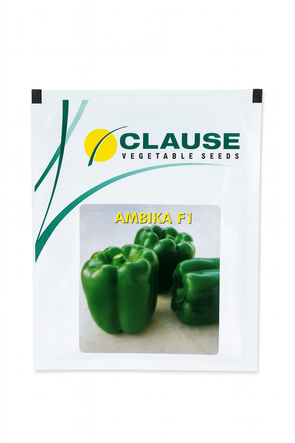 Ambika F1 Capsicum Seeds (Clause)