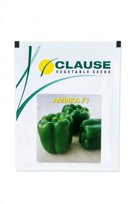 Ambika F1 Capsicum Seeds (Clause)